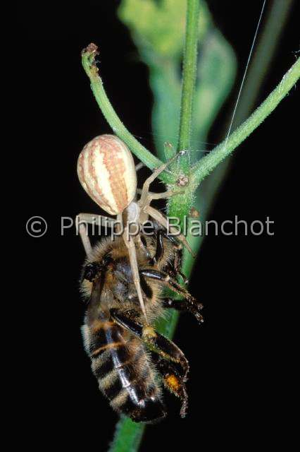Thomisidae_runcinia grammica.JPG - France, Araneae, Thomisidae, Araignée-crabe (Runcinia grammica), Femelle dévorant une abeille, Crab Spider, in "Portraits d'araignées" de Christine Rollard et Philippe Blanchot, ed. Quae